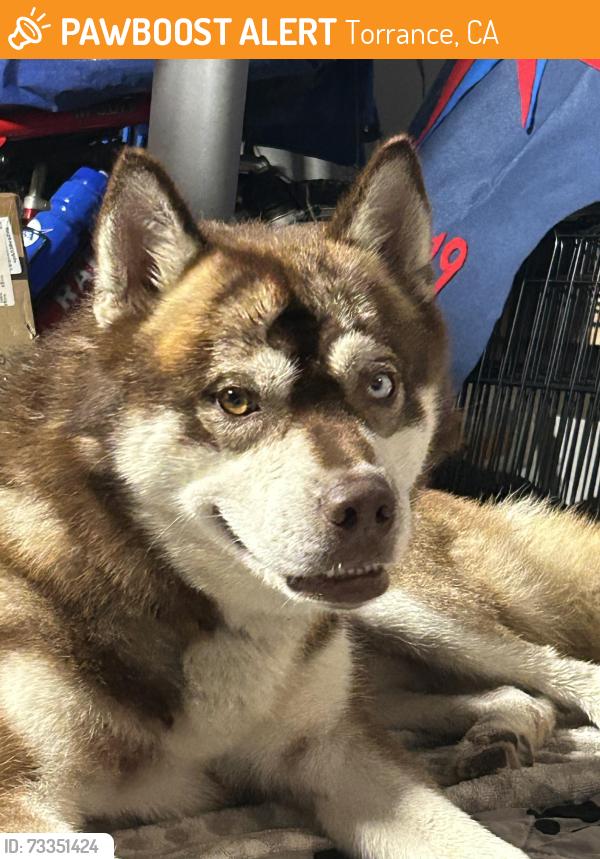 Found/Stray Male Dog last seen 182nd and Western, Torrance, CA 90504