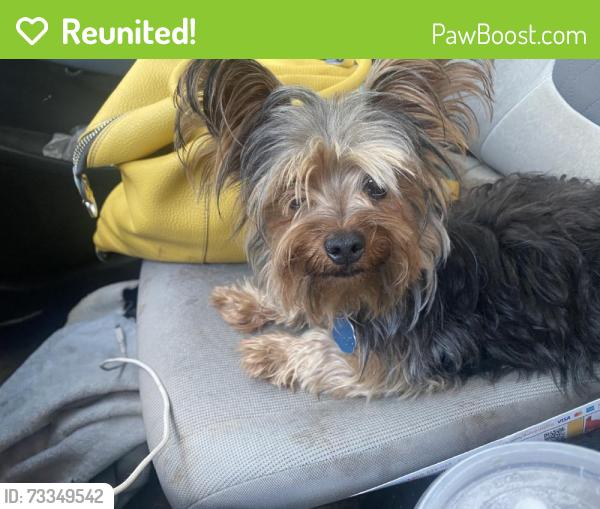 Reunited Unknown Dog last seen Perkins Rd & Waterview Dr, Arlington, TX 76016, USA, Arlington, TX 76016