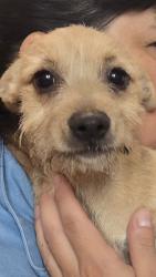 Reunited Unknown Dog last seen 5th and Ave K, Lancaster, CA 93535