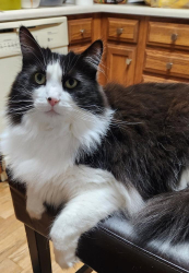Lost Female Cat last seen Paul Manor & Ramblingridge, West Chester Township, OH 45069