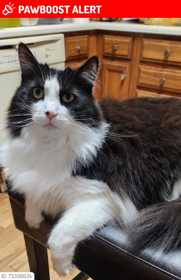 Lost Female Cat last seen Paul Manor & Ramblingridge, West Chester Township, OH 45069