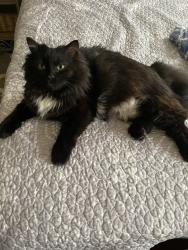 Reunited Female Cat last seen Near W Martin Drive off of Highland Blvd, Milwaukee, WI 53208