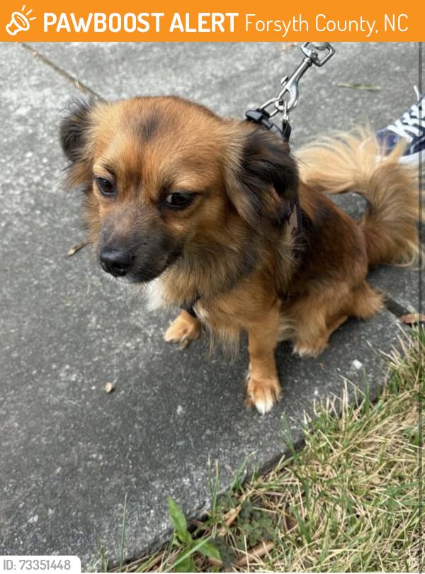Found/Stray Female Dog last seen Welcome Door Baptist Church, Forsyth County, NC 27284