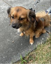 Found/Stray Female Dog last seen Welcome Door Baptist Church, Forsyth County, NC 27284