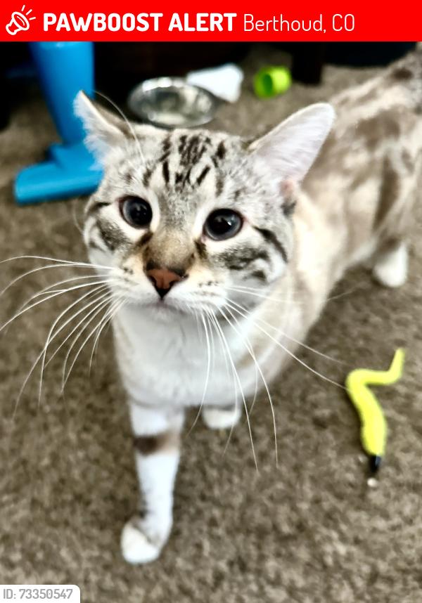 Lost Male Cat last seen Taft & County Road 14 at Heron Pointe apmts, Berthoud, CO 80513