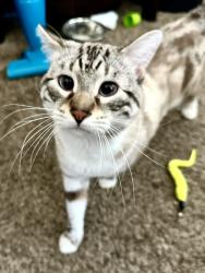 Lost Male Cat last seen Taft & County Road 14 at Heron Pointe apmts, Berthoud, CO 80513