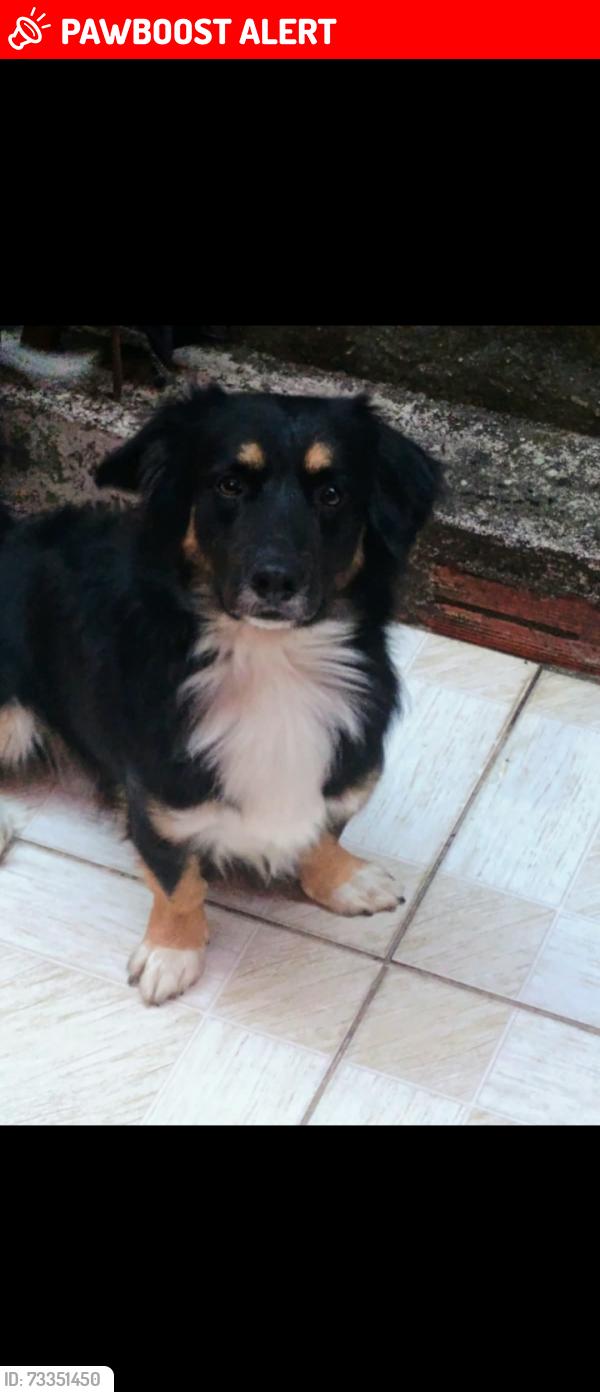 Lost Male Dog last seen Rua Afonso Arinos de melo franco, Itaquaquecetuba, SP 07440-400