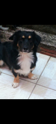 Lost Male Dog last seen Rua Afonso Arinos de melo franco, Itaquaquecetuba, SP 07440-400