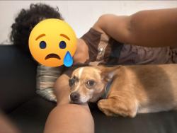 Reunited Male Dog last seen Near N 13th St, Tampa, FL 33604