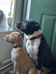 Lost Male Dog last seen Run down Gulf Gas station on Aquahart Road, Glen Burnie, 21061, Glen Burnie, MD 21061