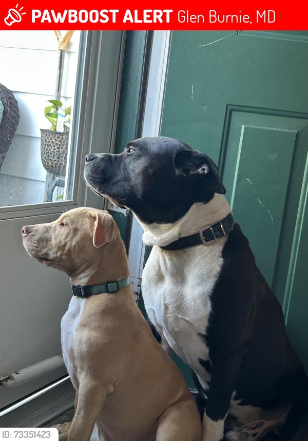 Lost Male Dog last seen Run down Gulf Gas station on Aquahart Road, Glen Burnie, 21061, Glen Burnie, MD 21061