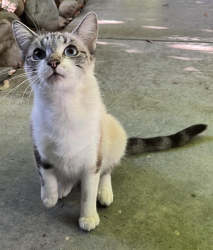 Found/Stray Female Cat last seen Casa Linda drive, Woodland, CA 95695