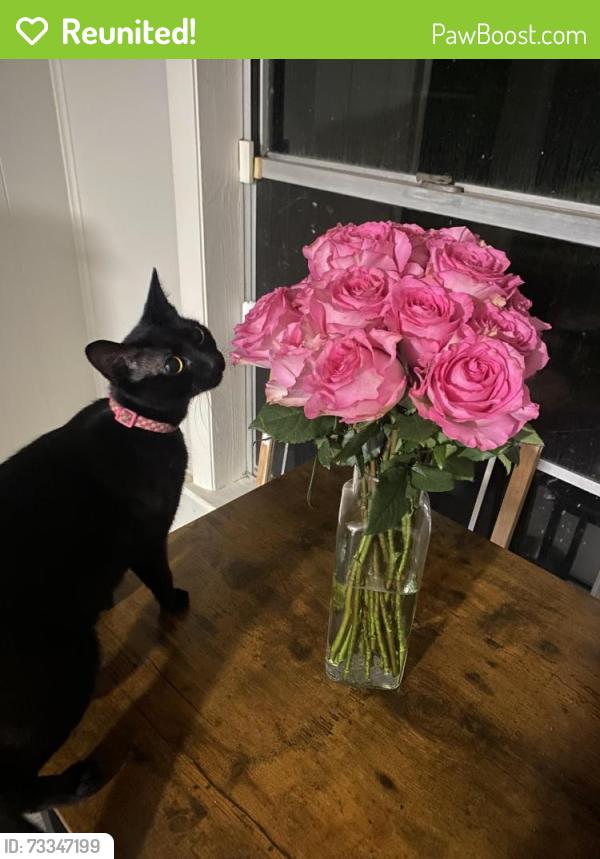 Reunited Female Cat last seen charterhouse rd/gunpowder rd, Little Rock, AR 72227