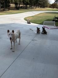 Found/Stray Female Dog last seen Covell & Post, Arcadia, OK 73007