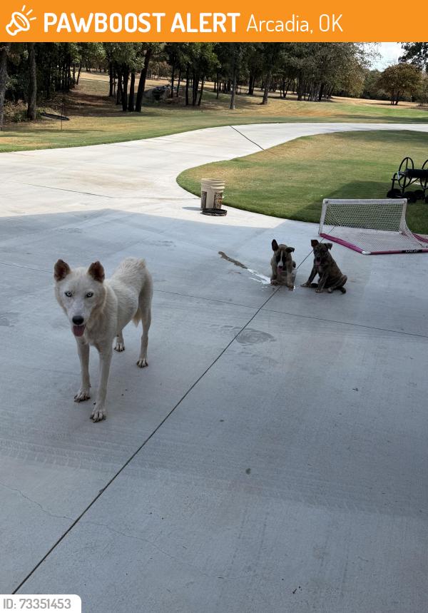 Found/Stray Female Dog last seen Covell & Post, Arcadia, OK 73007