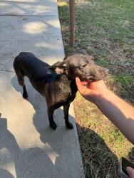 Found/Stray Female Dog last seen King rd, Roseville, CA 95678