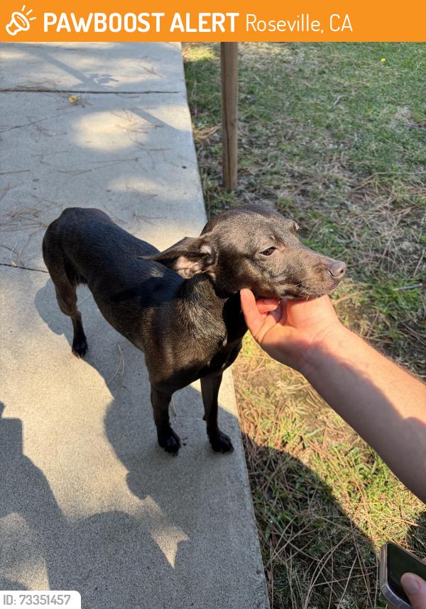 Found/Stray Female Dog last seen King rd, Roseville, CA 95678