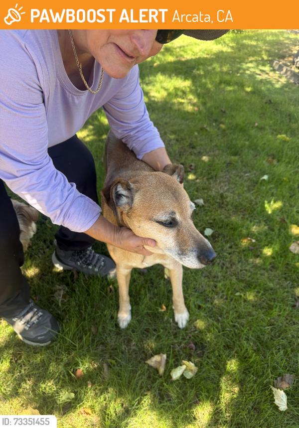 Found/Stray Unknown Dog last seen Felix and Alliance, Arcata, CA 95521