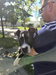 Reunited Male Dog last seen Hampton and 22nd, Milwaukee, WI 53209