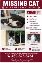 Lost Female Cat last seen cresta drive and palmetto drive, Laredo, TX 78045