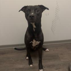 Shelter Stray Male Dog last seen , 4900 Milgen Rd, Columbus, GA 31907, USA