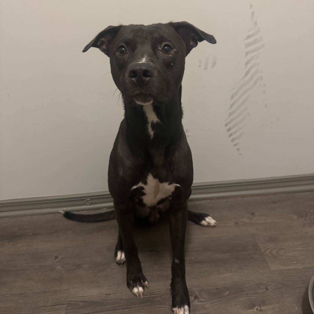 Shelter Stray Male Dog last seen , 4900 Milgen Rd, Columbus, GA 31907, USA