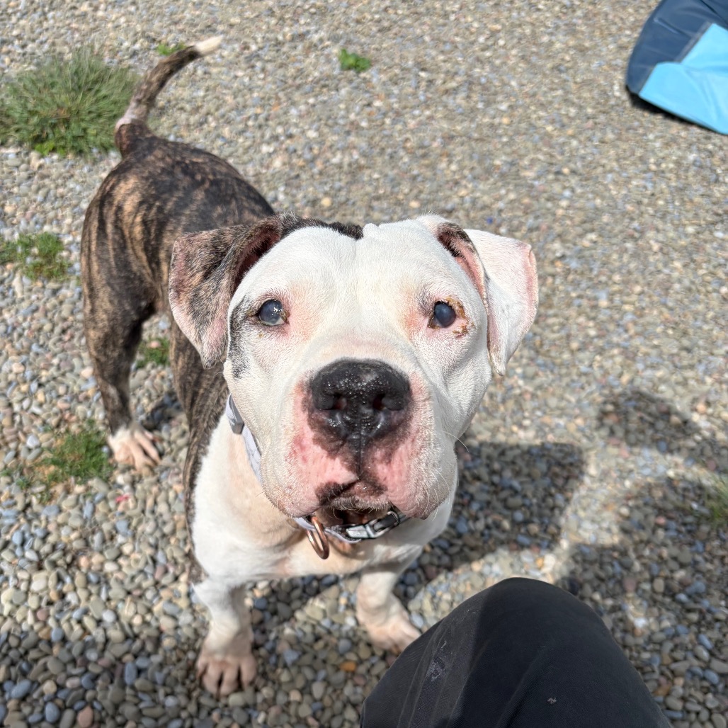 Shelter Stray Female Dog last seen , 167 Conklin Ave, Binghamton, NY 13903, USA