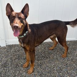 Shelter Stray Male Dog last seen , 167 Conklin Ave, Binghamton, NY 13903, USA