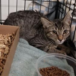Shelter Stray Female Cat last seen , Animal Care & Control Team of Philly, 111 W Hunting Park Ave, Philadelphia, PA 19140, USA