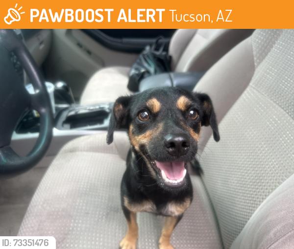 Found/Stray Female Dog last seen 36th and S Forgeus Stravenue, Tucson, AZ 85713