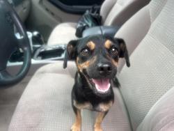 Found/Stray Female Dog last seen 36th and S Forgeus Stravenue, Tucson, AZ 85713
