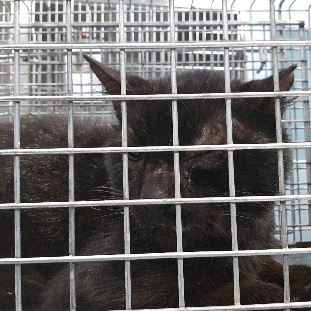 Shelter Stray Unknown Cat last seen , 980 Guilford College Rd, Greensboro, NC 27409, USA