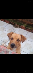 Lost Male Dog last seen Rua Afonso Arinos de melo franco, Itaquaquecetuba, SP 07440-400