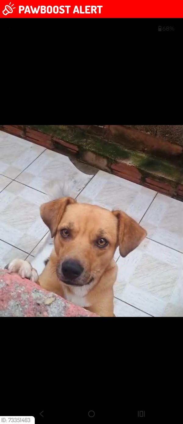 Lost Male Dog last seen Rua Afonso Arinos de melo franco, Itaquaquecetuba, SP 07440-400