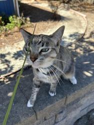 Found/Stray Unknown Cat last seen Poplar, Aptos, CA 95003
