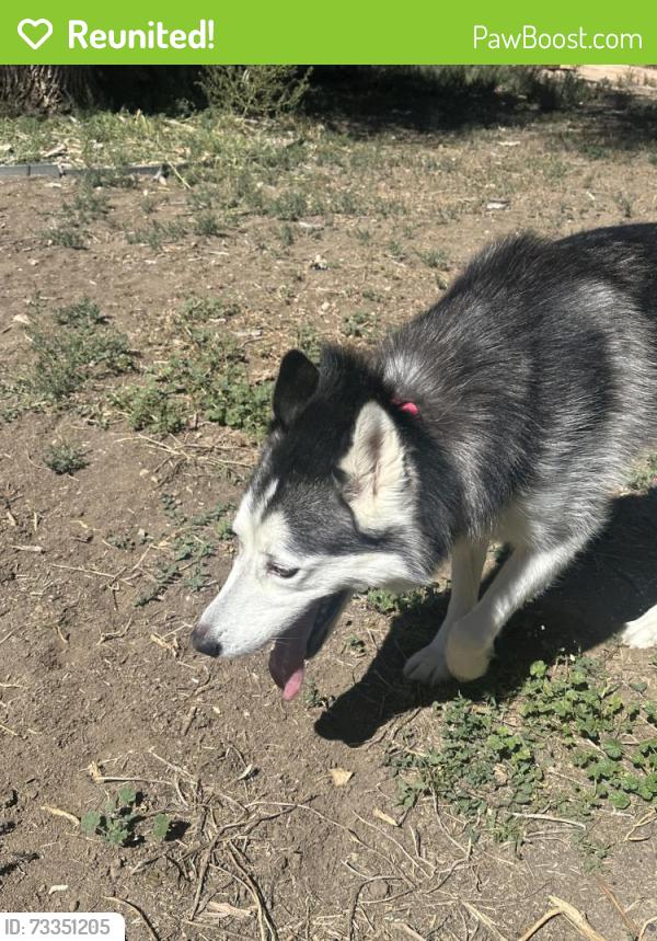 Reunited Unknown Dog last seen Carrol and Russell, Thornton, CO 80229