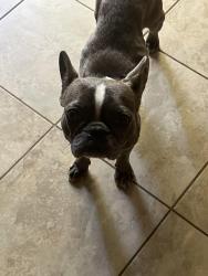 Found/Stray Female Dog last seen Feather Cove Rd, Feather Sound, FL 33762
