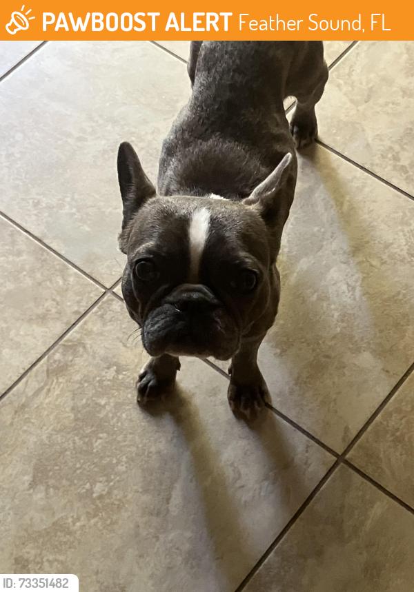 Found/Stray Female Dog last seen Feather Cove Rd, Feather Sound, FL 33762