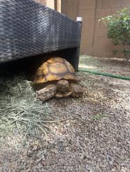 Reunited Male Reptile last seen Near N 59th Dr, Glendale, AZ 85306, USA, Glendale, AZ 85306