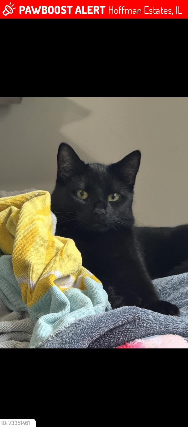 Lost Male Cat last seen Hawthorn and apple, Hoffman Estates, IL 60169