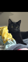 Lost Male Cat last seen Hawthorn and apple, Hoffman Estates, IL 60169