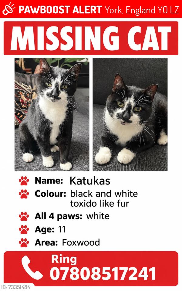 Lost Male Cat last seen Morrel court, York, England YO24 3LZ