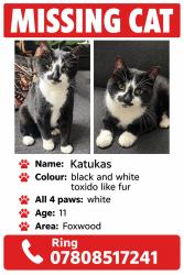 Lost Male Cat last seen Morrel court, York, England YO24 3LZ
