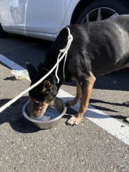 Found/Stray Female Dog last seen Red Apple, Seattle, WA 98108