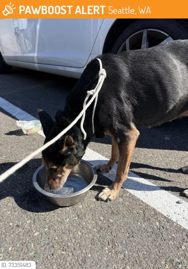 Found/Stray Female Dog last seen Red Apple, Seattle, WA 98108