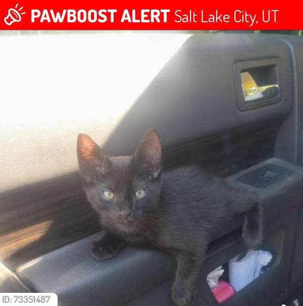 Lost Male Cat last seen Liberty park, Salt Lake City, UT 84105