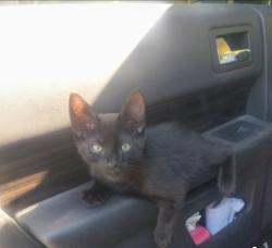 Lost Male Cat last seen Liberty park, Salt Lake City, UT 84105