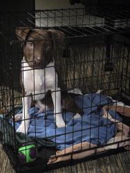 Reunited Male Dog last seen Havasu St & Norman Landing, Charlotte, NC 28273