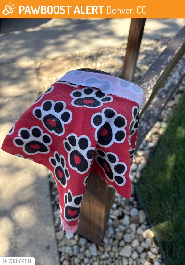 Found/Stray Male Dog last seen 83rd and Solana Drive 80229, Denver, CO 80229