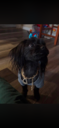 Reunited Female Dog last seen Riverview Park, Valley Refuge Shelter, Pittsburgh, PA 15212
